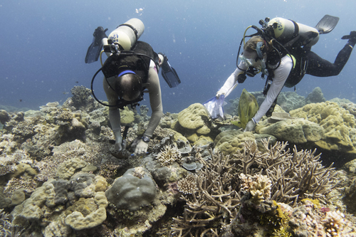 Dr. Dusty Kemp and PhD student Kira Turnham collect corals from their offshore study site.: Photograph by Gaelin Rosenwaks